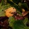 creamy chipotle shrimp - the sam livecast